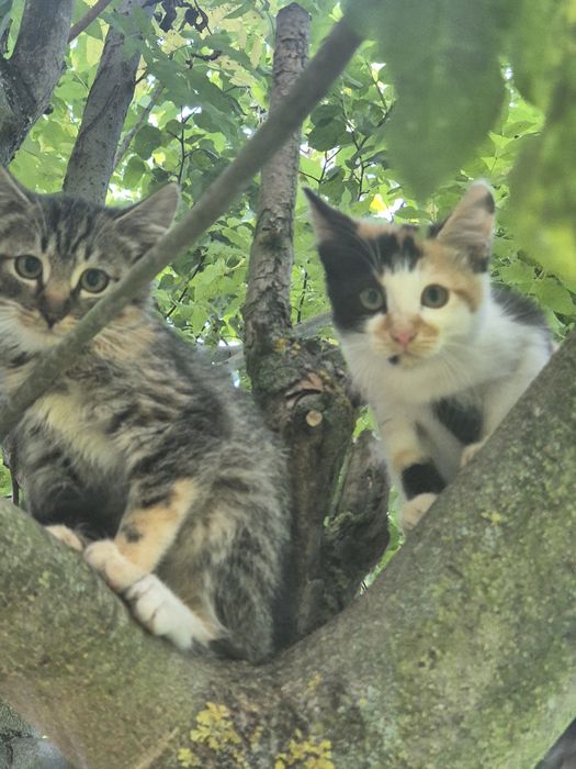 Kotki  oddam w dobre ręce