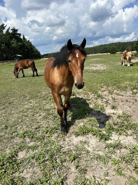 Sprzedam klacz roczną zimnokrwistą