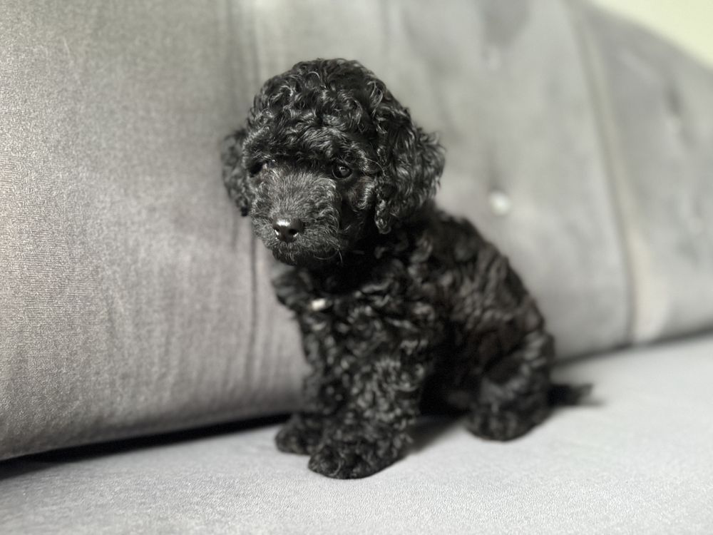 Suczka cockapoo f1b