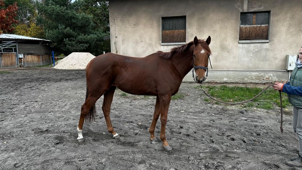 Sprzedam Konia pełna krew angielska 4 lata wałach