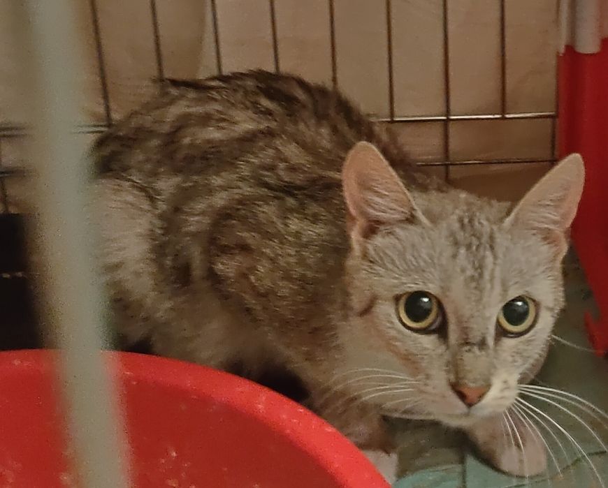 Szczerosrebrna kocia mama Tygryska szuka najlepszego domu