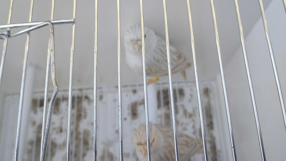 Canários satine amarelo mosaico