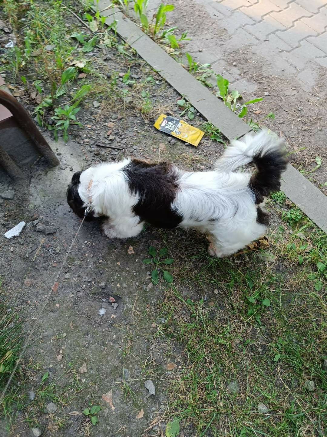 ZAGINĘŁA NAGRODA 2000zł biało-czarna suczka w typie shih tzu.