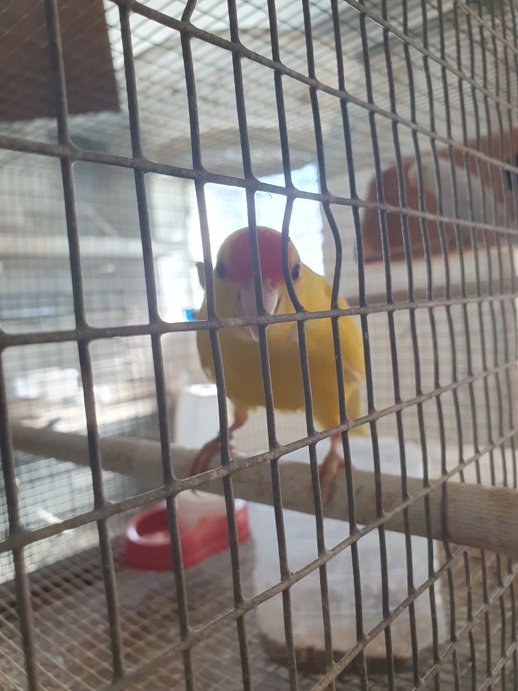 Kakarikis macho Amarelo anilhado de 2025