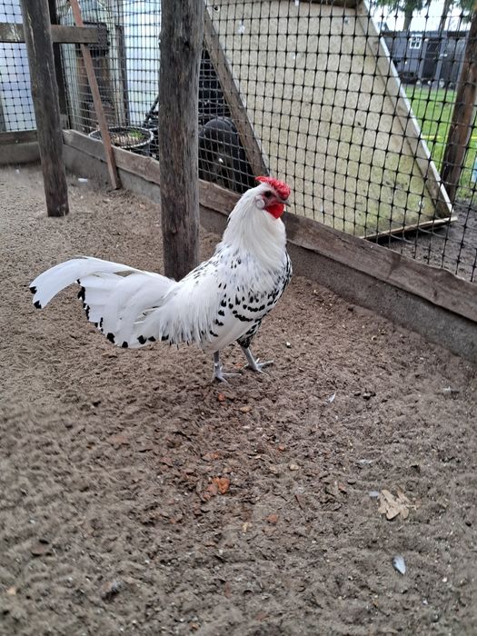 Hamburgi Ayam Cemani