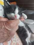 Kotki do adopcji