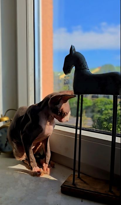 Kot sfinks piekny kocurek sphynx