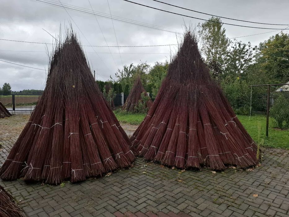 Wiklina zielona sortowana