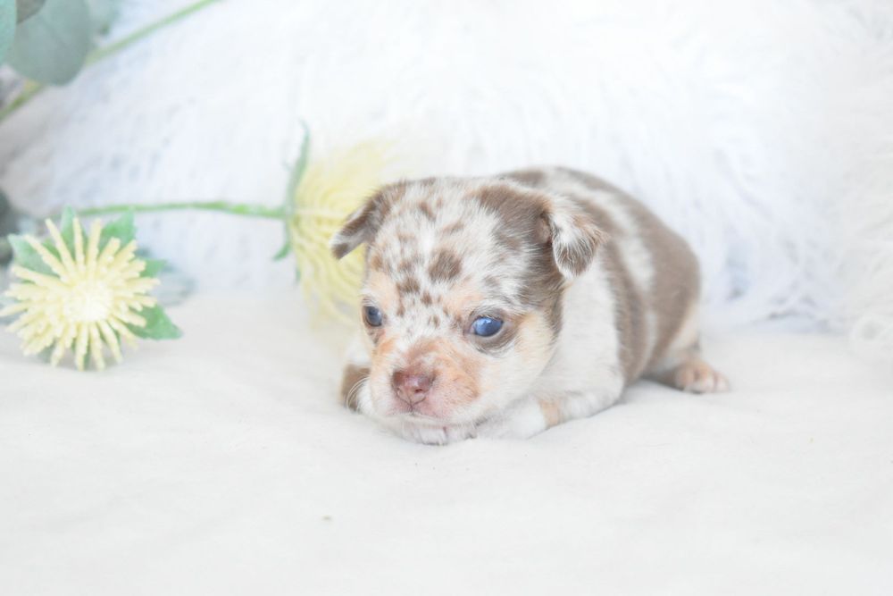 Chocolate Menino Chocolate Merle Olhos Azuis
