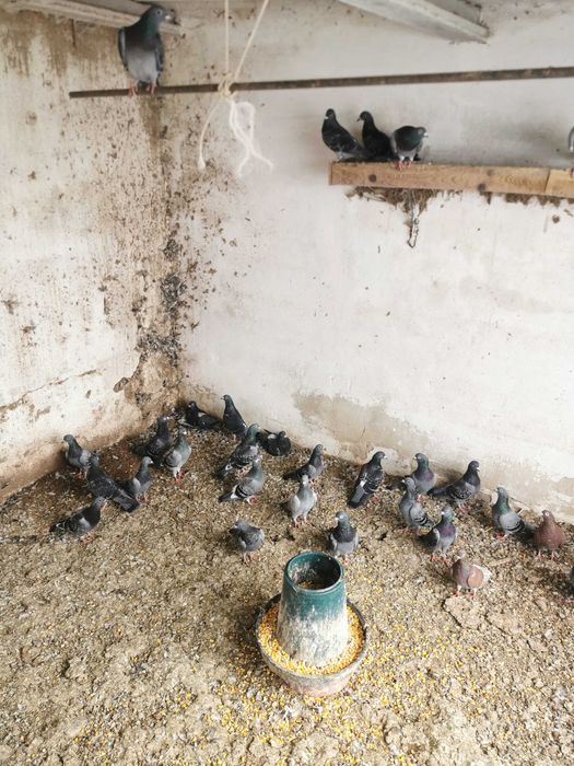 vendo pombos cruzados de correios