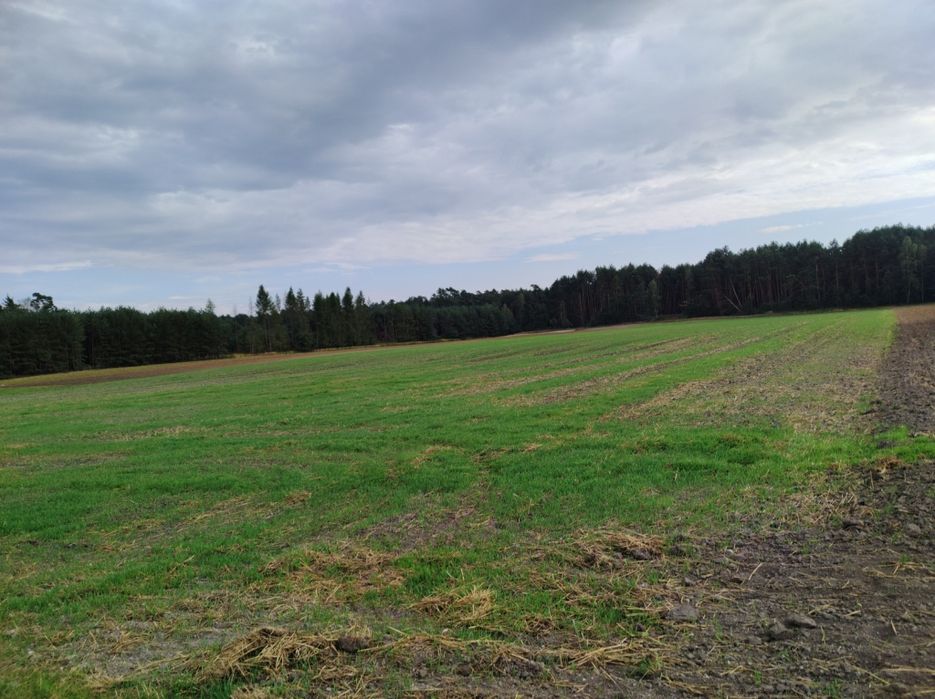 Dzialka rolna Wolka Łamana