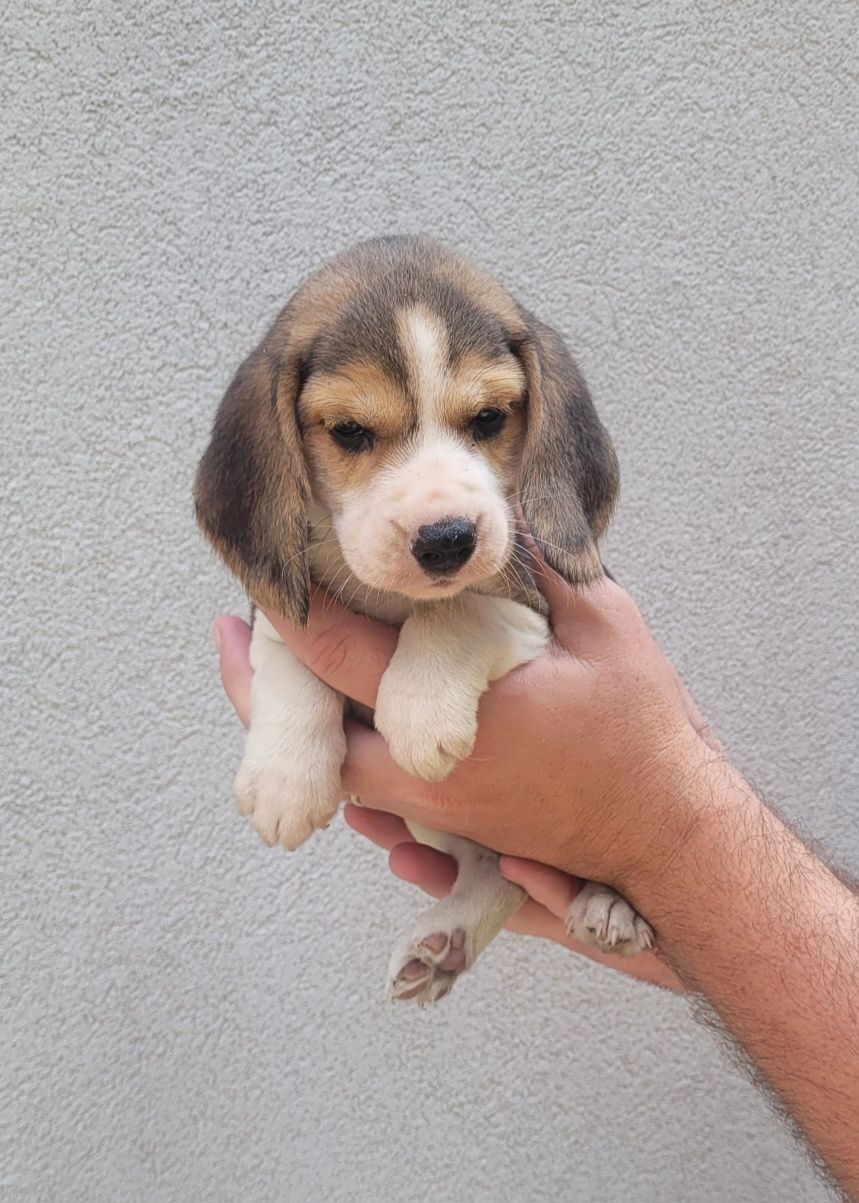 Beagle tricolor 2 meses