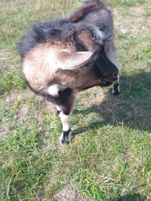 Полтава продам козу і цапа