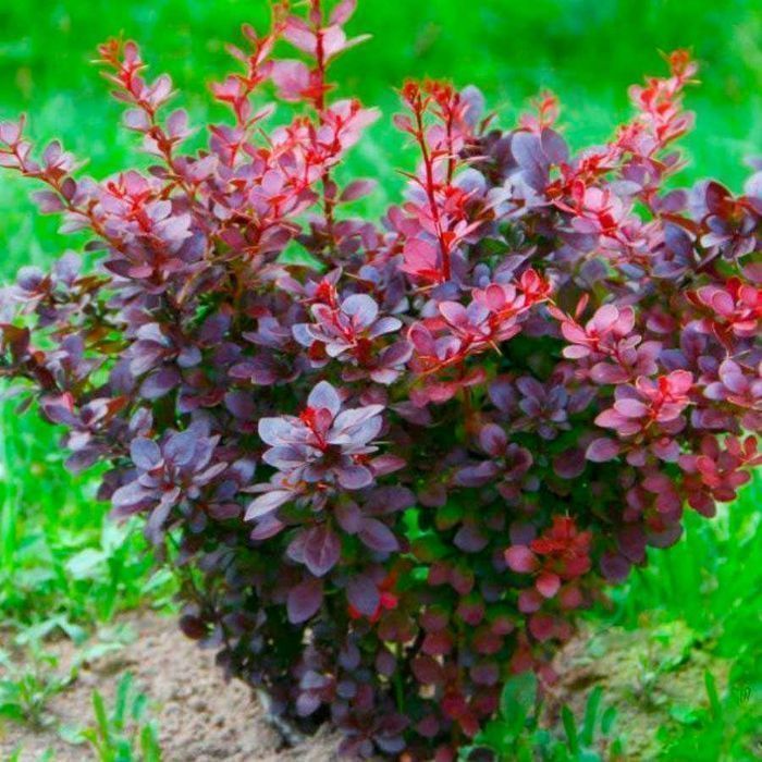 Саджанці барбарису (Роздріб, Опт, Дропшипінг) / Саженцы барбариса