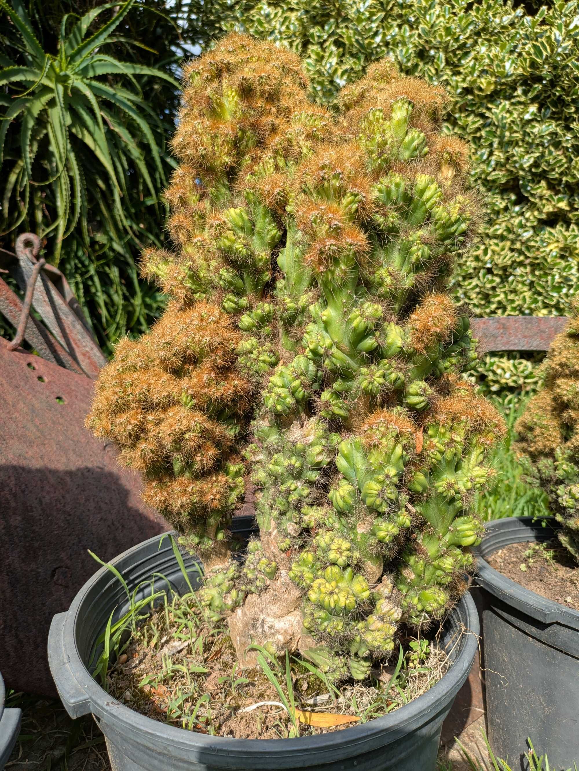 Três catos Cereus