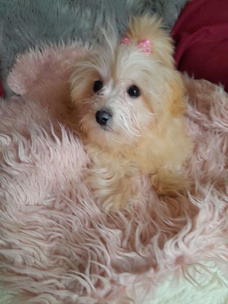 Mini maltipoo suczka maltańczyk pudel toy red gotowa do odbioru