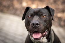 Ramen - amstaff/pitbull szuka dobrego domu
