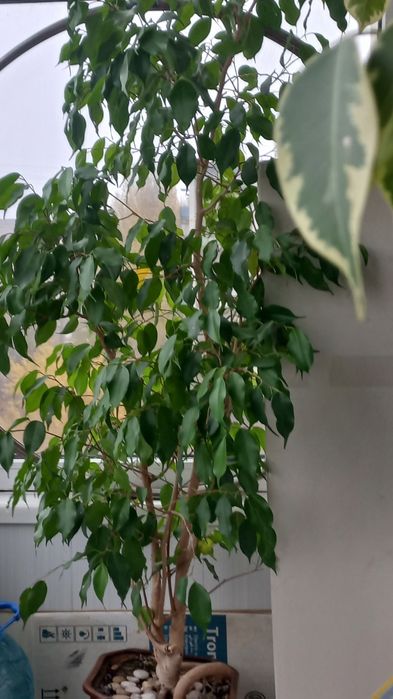 Продаю фікус Бенджаміна