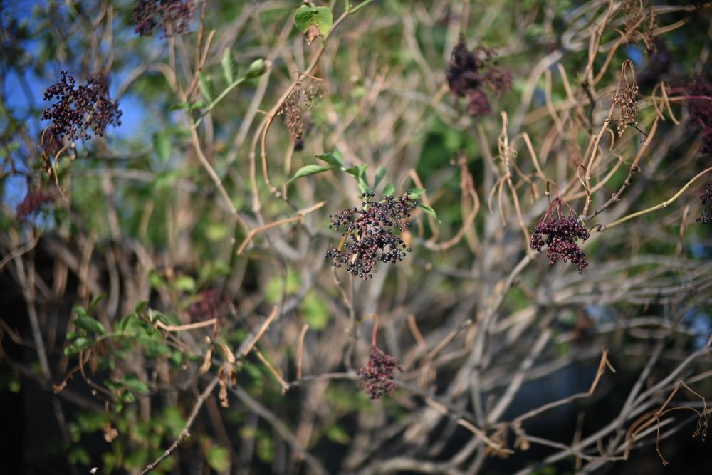 Voigtlander Nokton  35/1.2 VM II