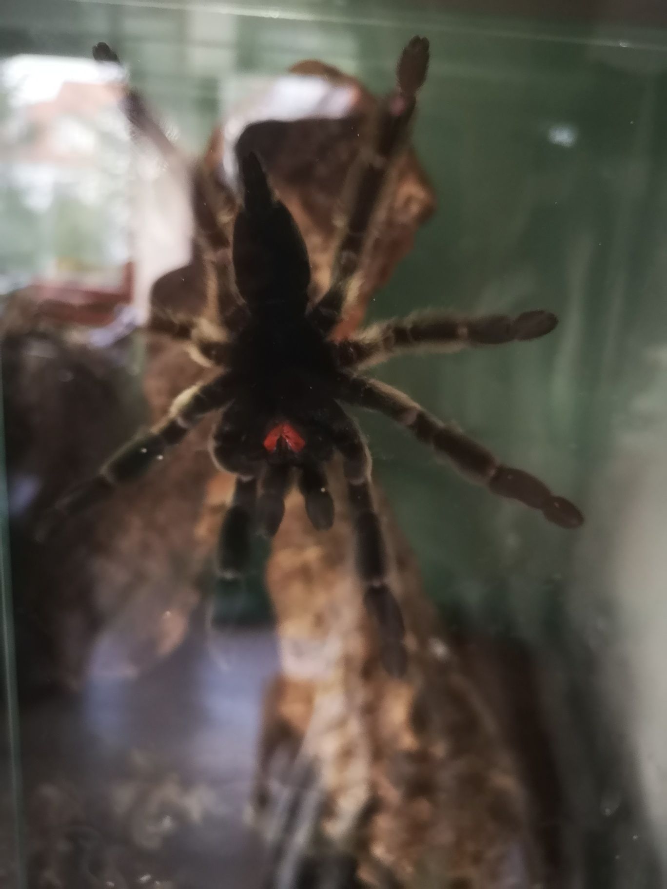 Psalmopoeus cambridgei samica plus terrarium 5,5 cm