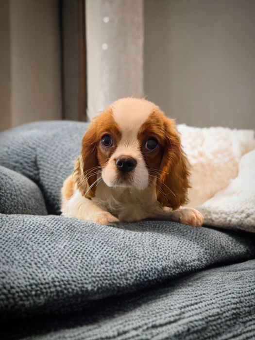 Piesek Cavalier King Charles Spaniel