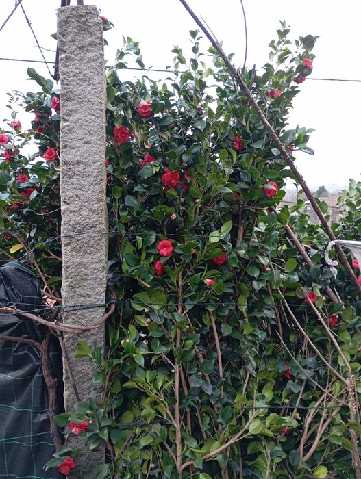 Moradia para restaurar com terreno envolvente