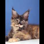 Gatinha Maine Coon