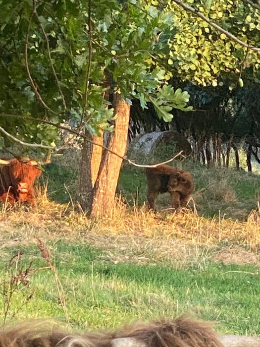 Krowy cielaki jalowki Highland