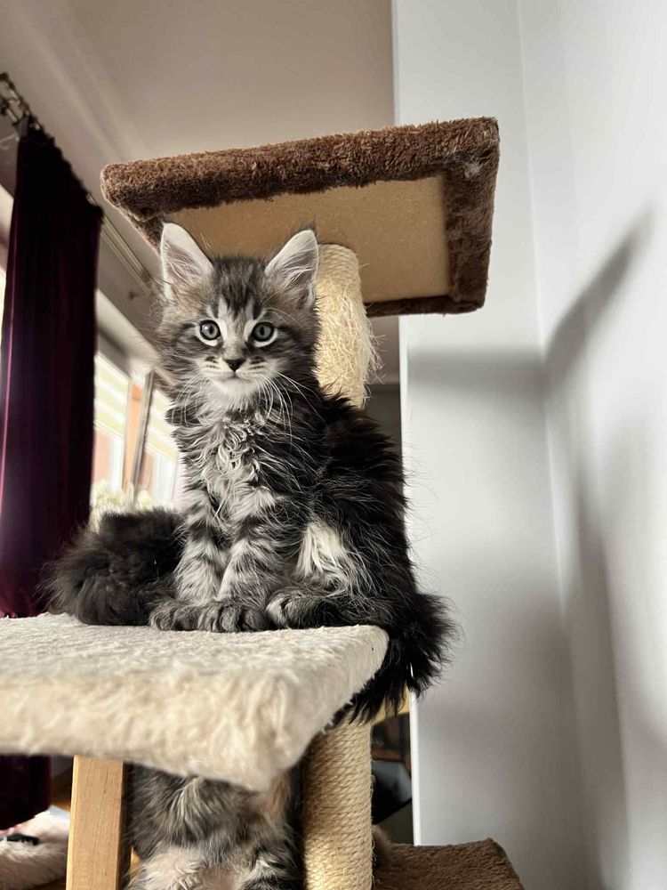 Kotki maine coon