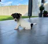 Jack Russell Terrier