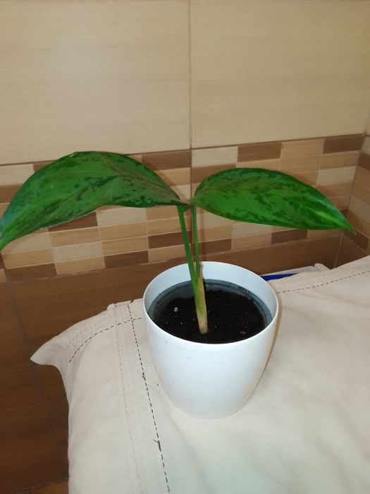 Аглаонема, Еппіпремнум, Епісція, Маранта, Агава