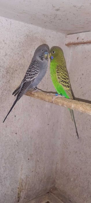 Papugi faliste blackface