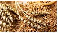 продам зерно пшениці