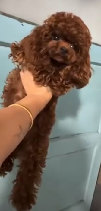 Підрощена дівка 9міс. 1.8кг. той пудель