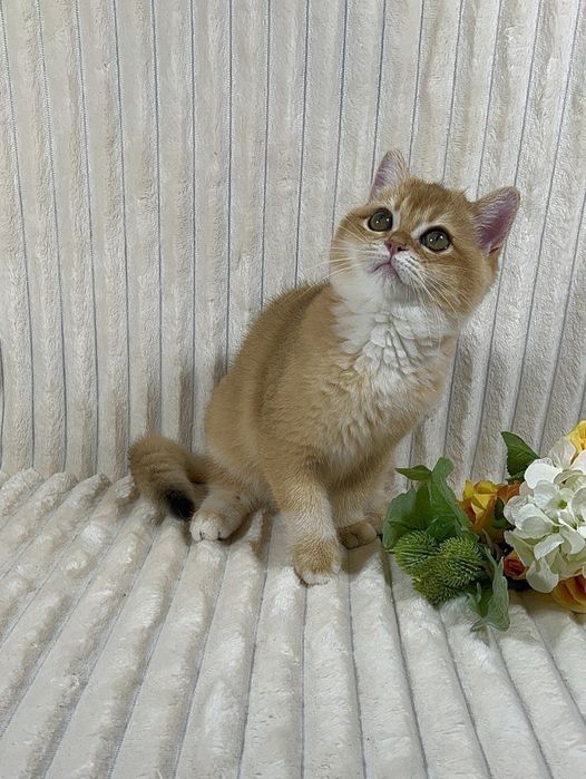 Золота шиншила клубне кошеня