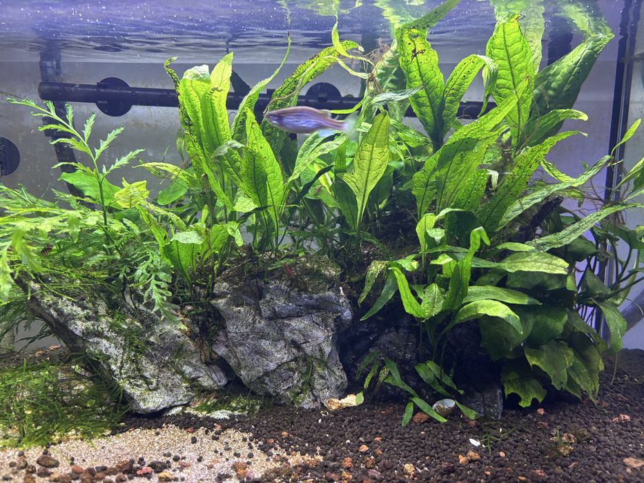 Plantas aquarios (anubias, bucephalandra, fetos java)