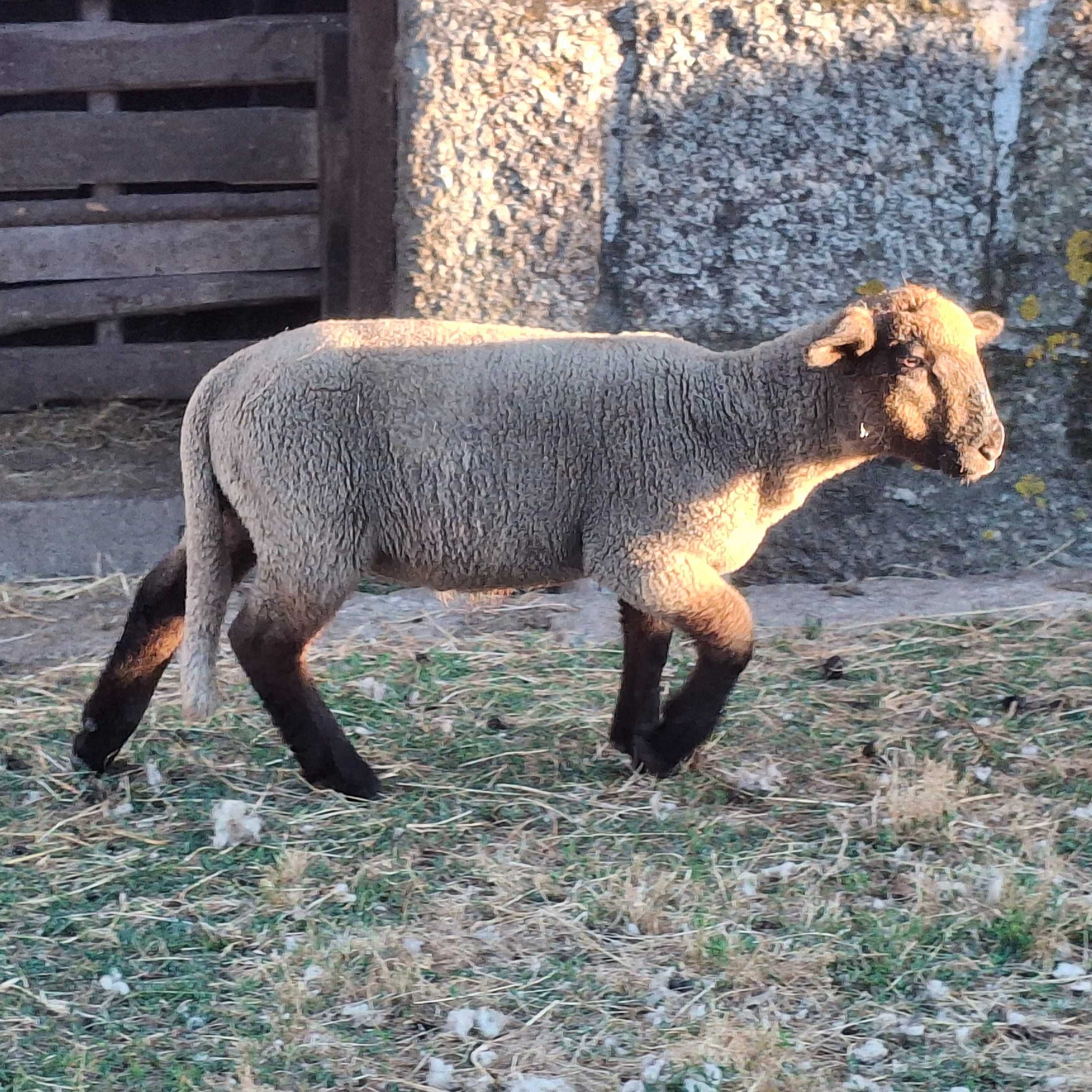 Borrego cruzado suffolk