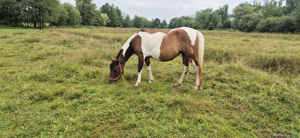 Klacz huculska źrebna