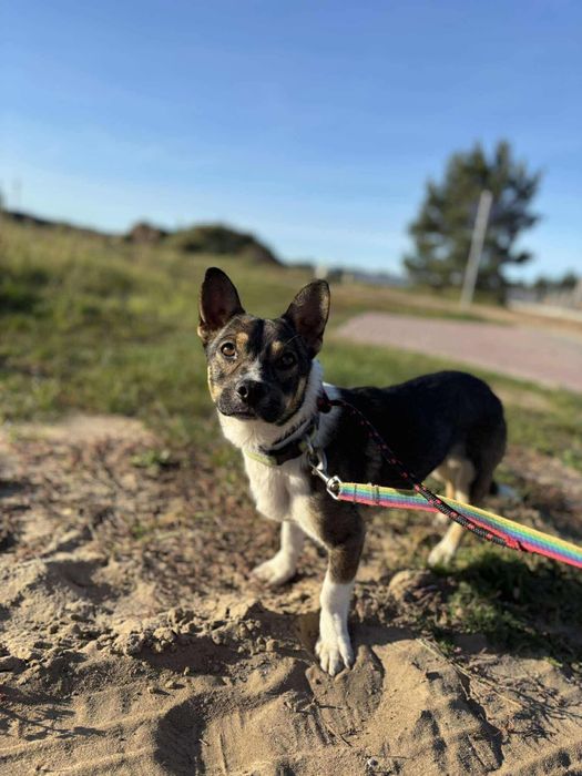 Pocieszny Bobik do przygarnięcia