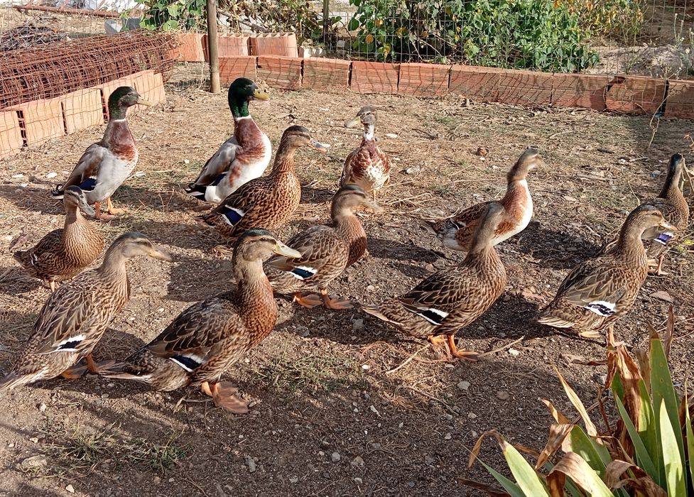 Aves Ornamentais Patos Reais