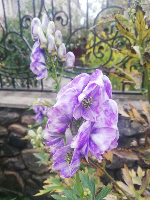 Аконіт Bicolor/ Борець / Декоративні рослини