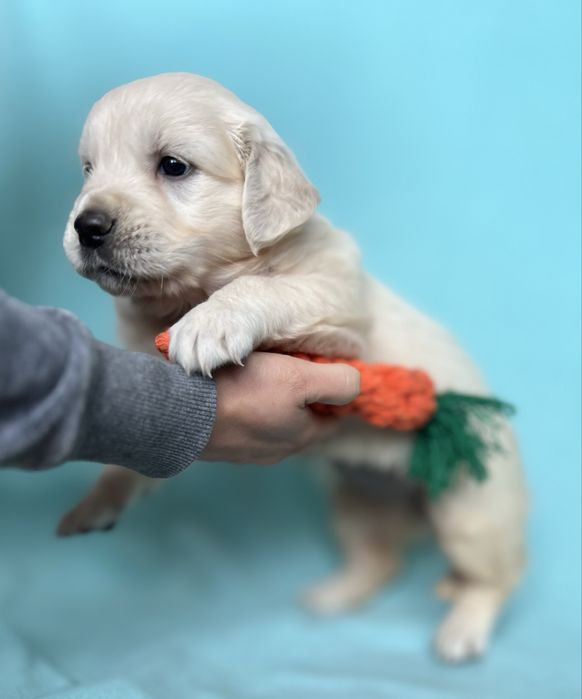 Piesek Golden retriever | ZKwP/FCI | Rodzice wolni od dysplazji