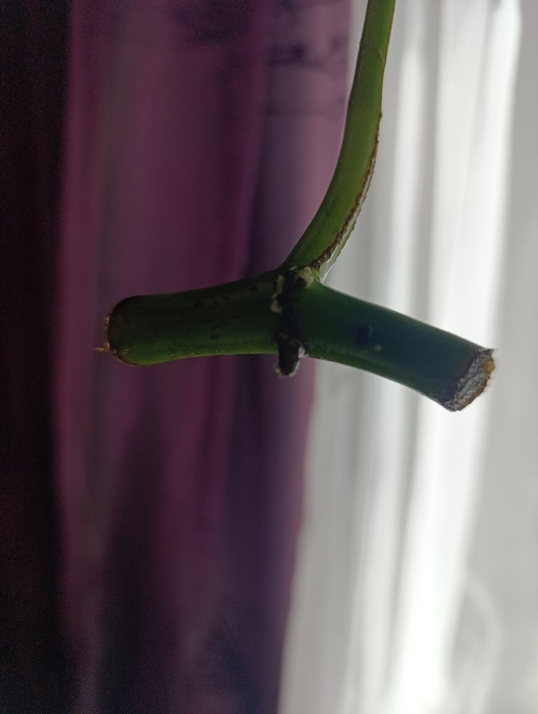 Monstera Minima , Raphidophora Tertasperma