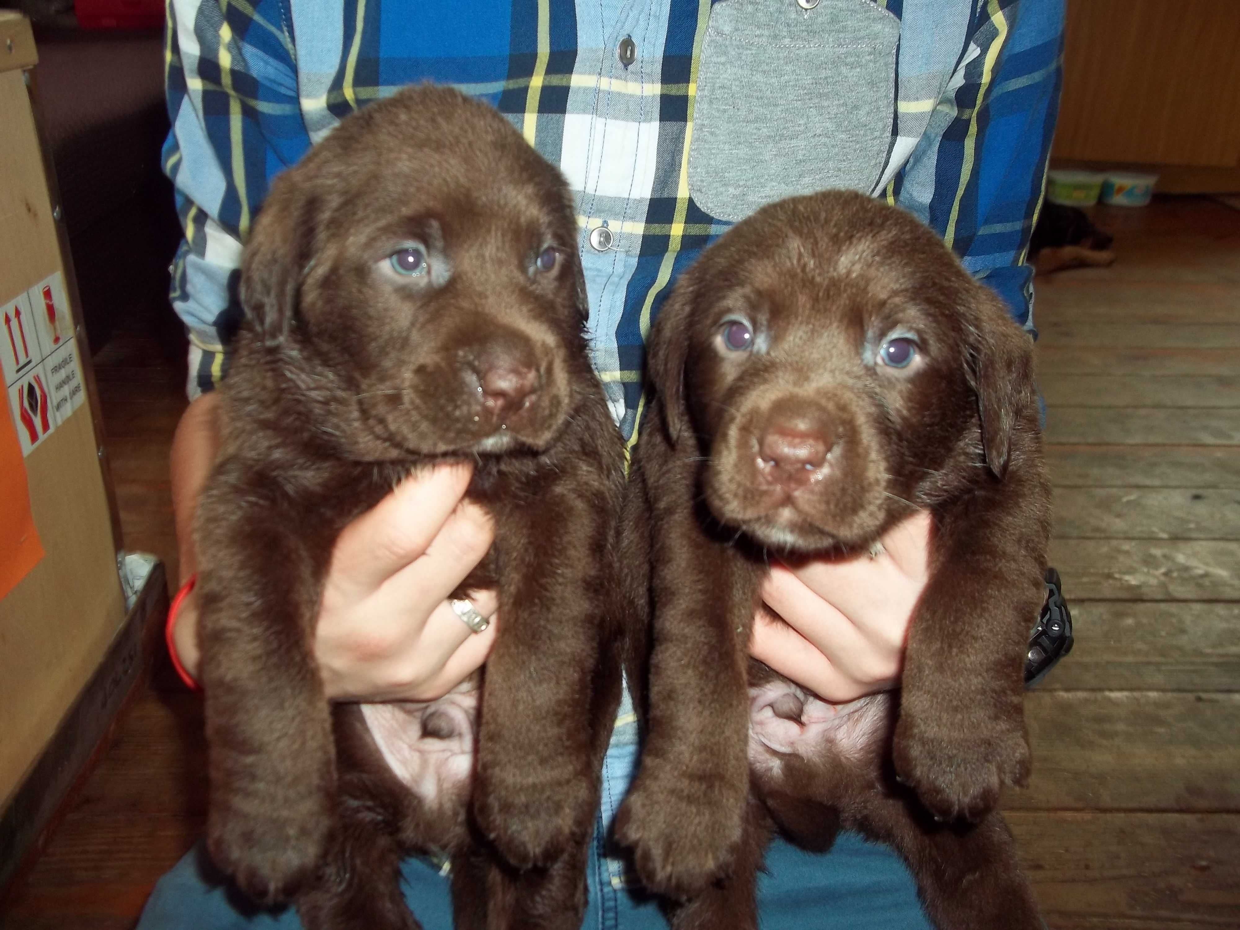 Labrador Retriever Z Rodowodem
