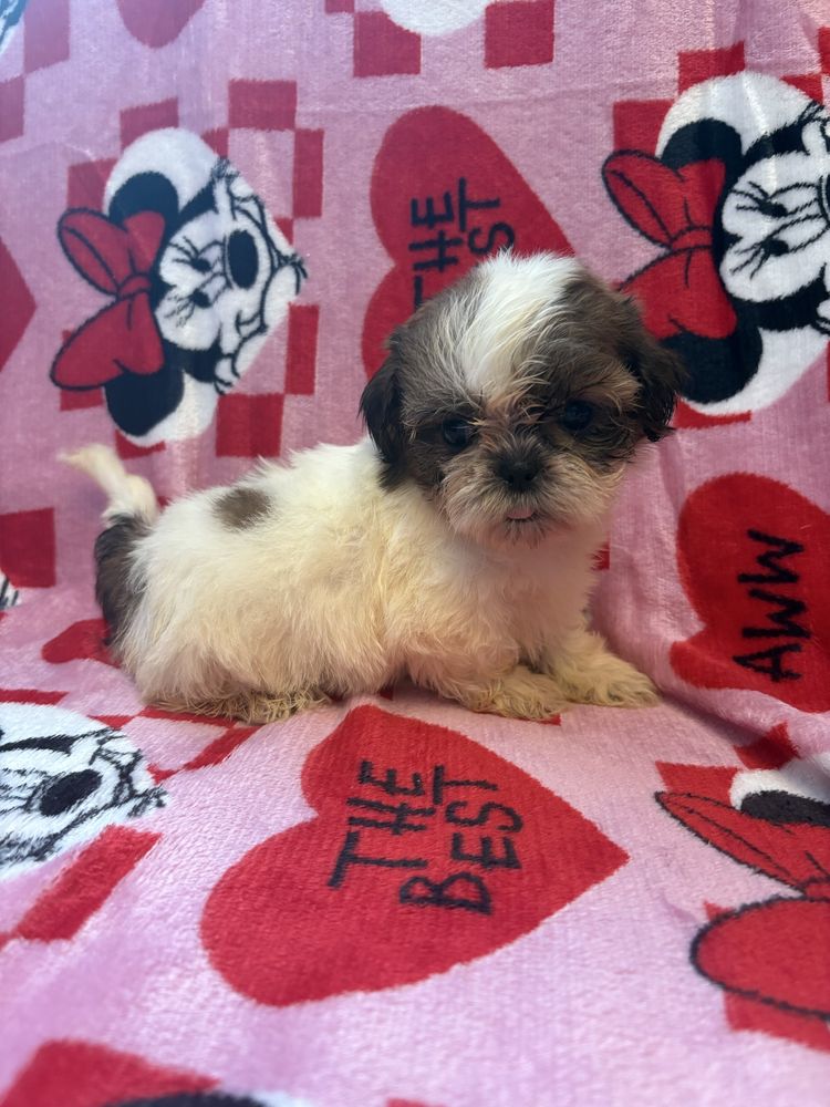 Shih tzu miniaturka suczka do odbioru