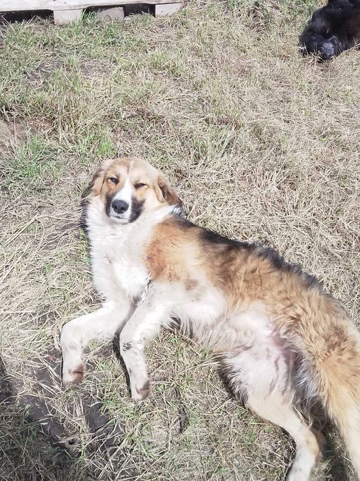 Прилаштовується доросла собакен.