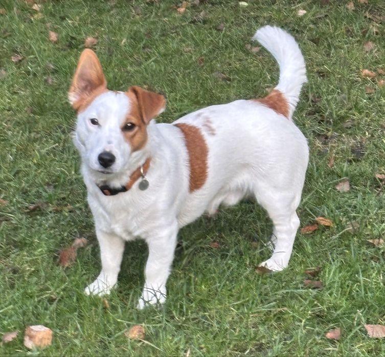 Reproduktor jack russell terier krycie