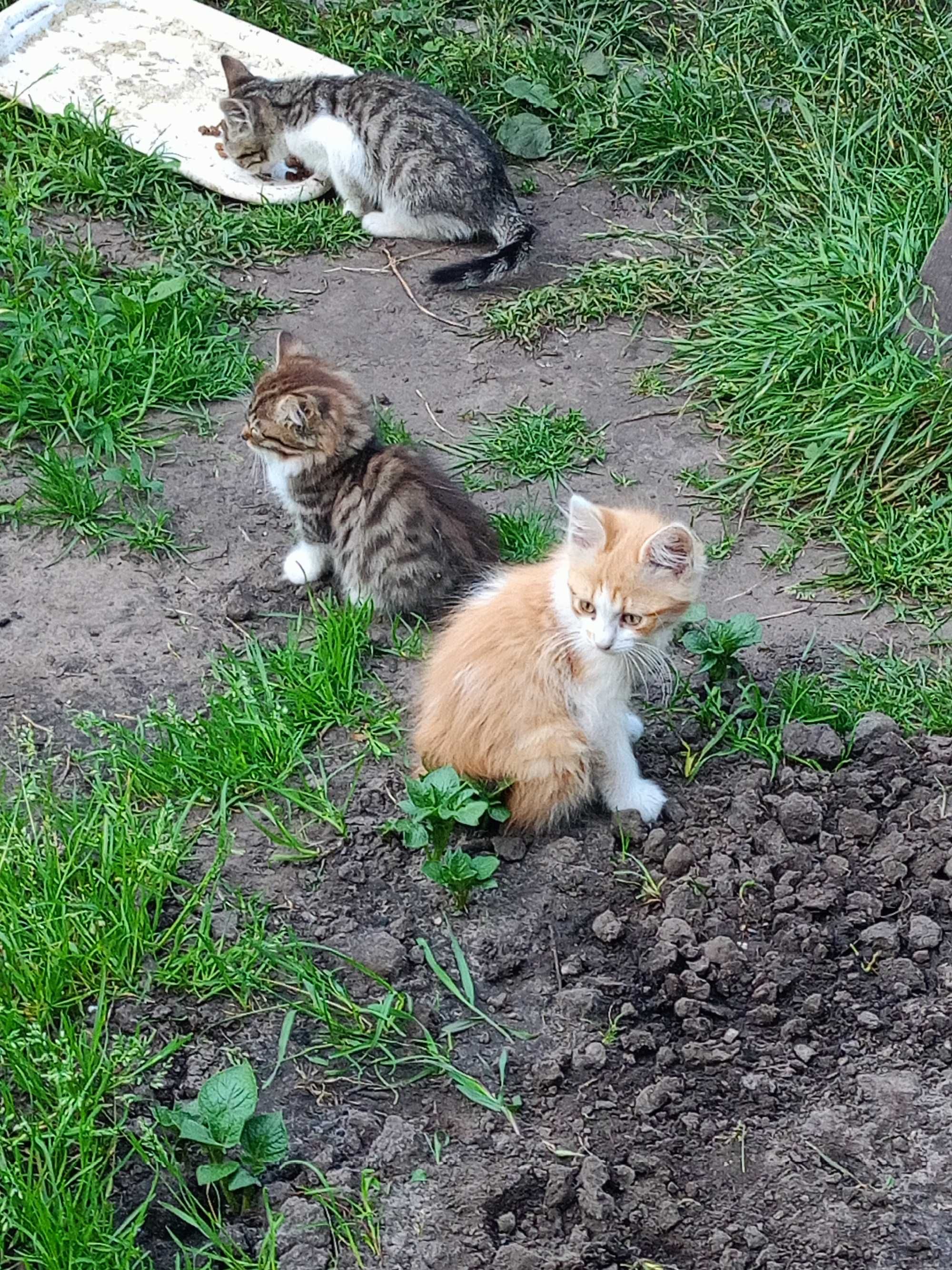 Увага! Врятуйте кошеня!
