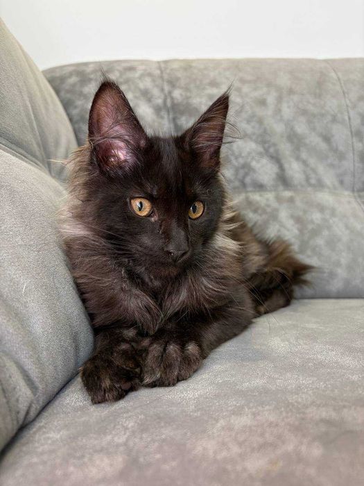 Хлопчик мейн-кун неймовірно чорного кольору зі всіма документами WCF