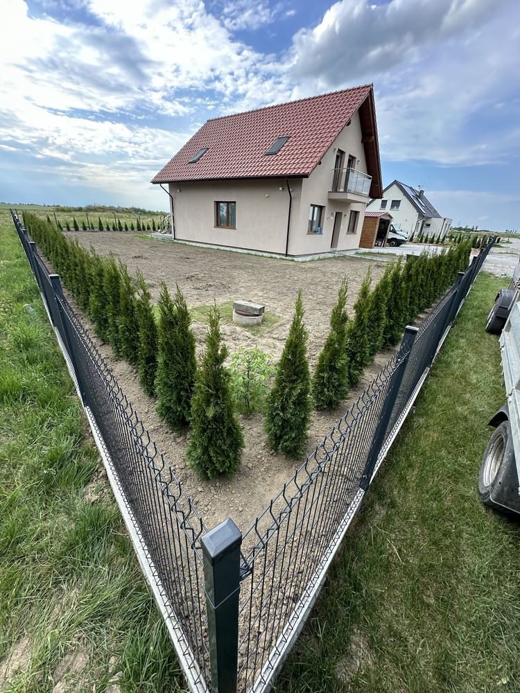 Tuja szmaragd sadzenie ogrodzenie żywopłot transport